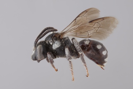 [Ammobates female (lateral/side view) thumbnail]